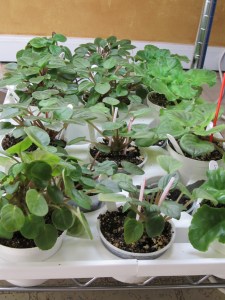 My repotted trailers 012